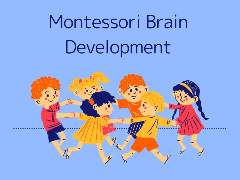 Montessori Brain Development