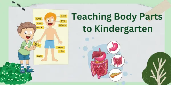 Teaching Body Parts to Kindergarten
