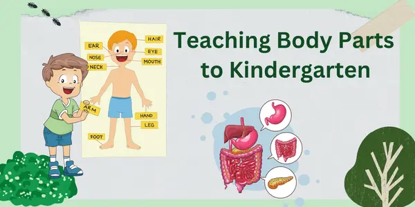 Teaching Body Parts To Kindergarten